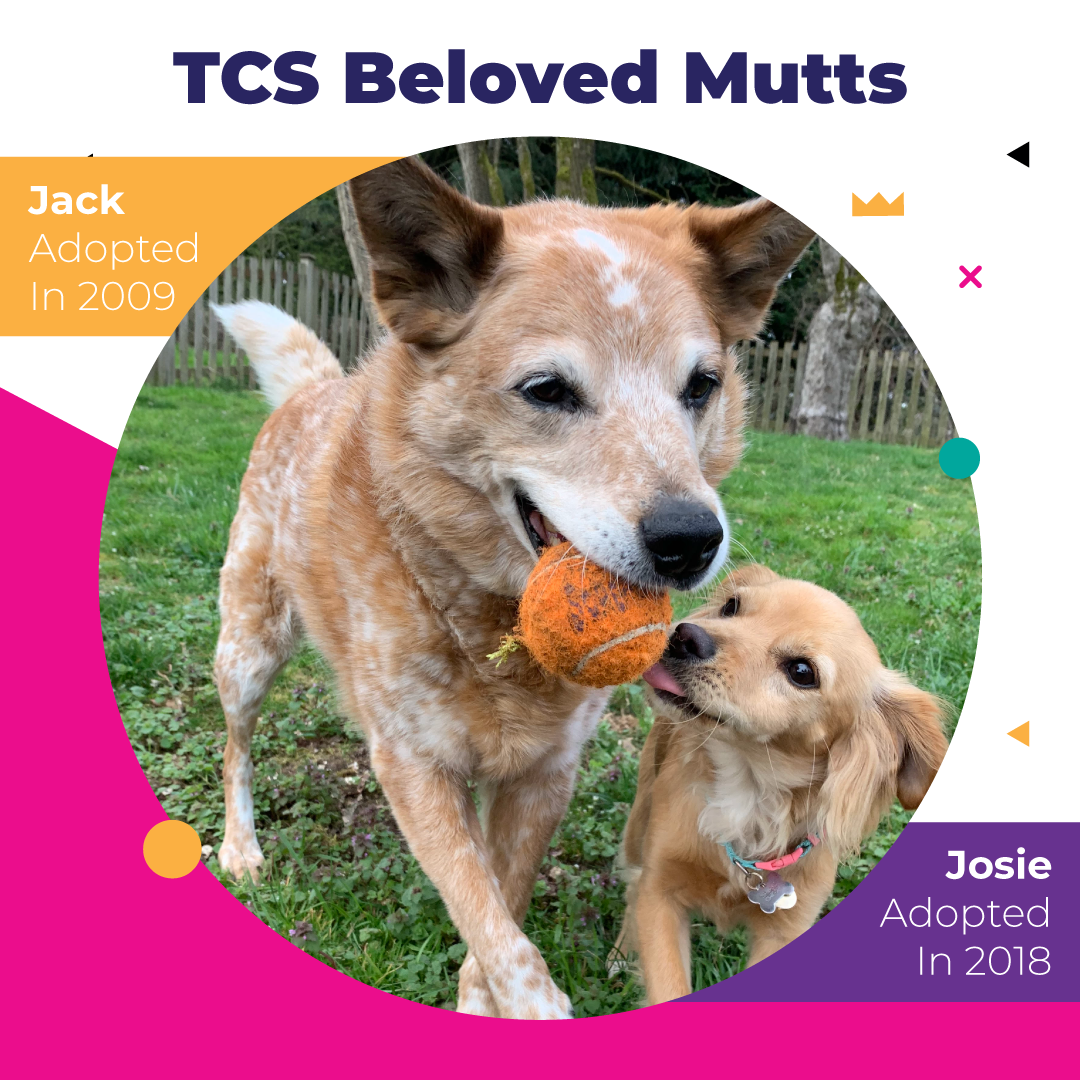 TCS_Seattle's tweet photo. Happy National Mutt Day! We’re sharing some info and stats on adoption of our four legged friends. https://t.co/mZNHaQFWi3