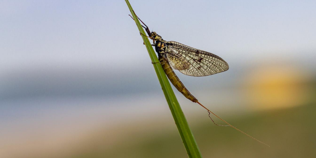 H1Connect's tweet photo. One day of flight from millions of years of evolution? @IsabelAlmudi, @fcasfer & coauthors study the mayfly genome to shed light on the #evolutionary origin of #insectwings. Recommended by Helen Chamberlin @OhioState & Rafael Zardoya @MNCNcomunica https://t.co/7pbWpPtKkU https://t.co/WoNeTPIVhp