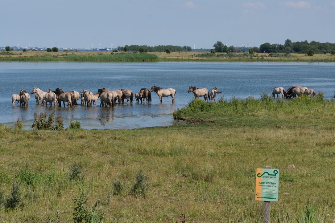FREE_Nature's tweet photo. De Zeeuwse koniks op Slikken van de Heen vermaken zich prima in het water. 

@ZeeuwsLand 
#freenature #slikkenvandeheen https://t.co/yA3I7DNYKP