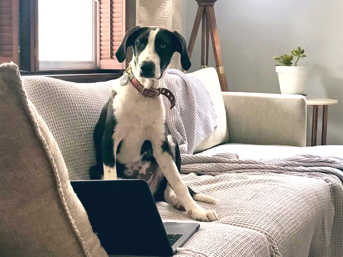 Oscar the dog sitting on the couch in front of a computer