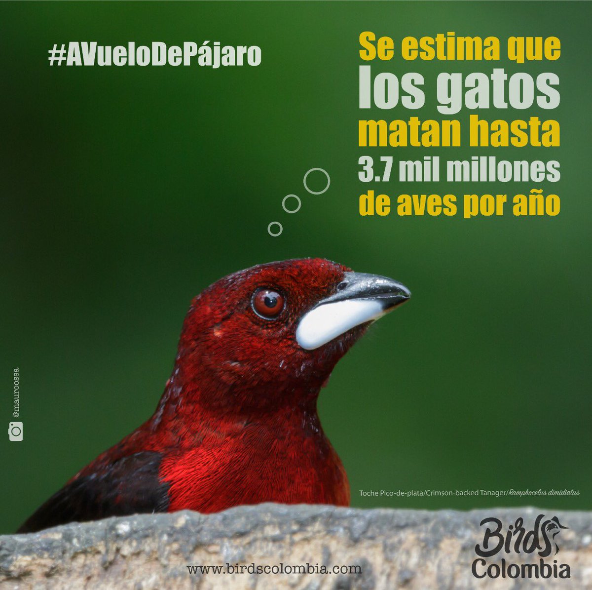 BirdsColombia's tweet photo. #AvueloDePájaro 
Anualmente, según los científicos, los gatos matan entre 1,4 hasta 3,7 mil millones de aves y 15 mil millones de mamíferos. https://t.co/dWK6LsbCqW