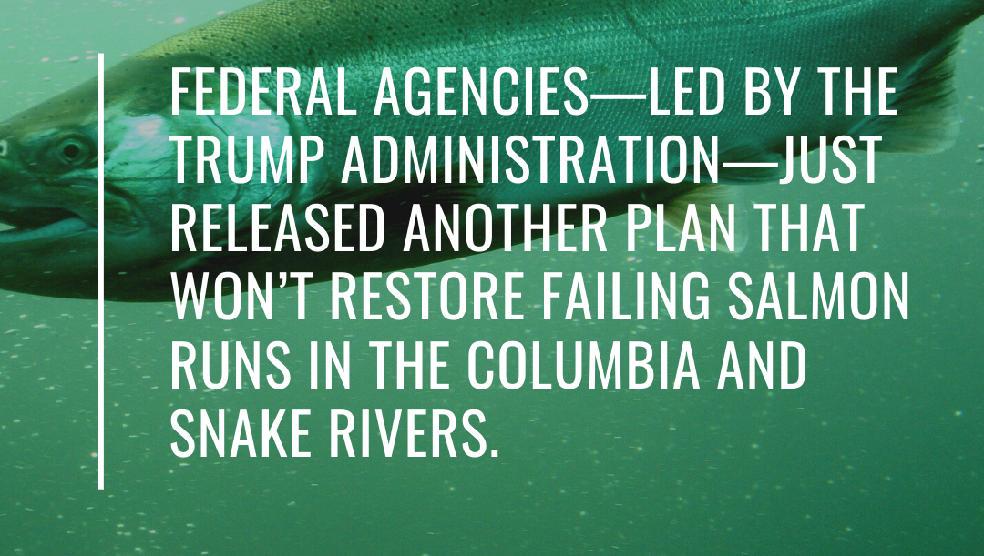 ColumbiaRKeeper's tweet photo. Trump’s attack on the environment continues; salmon, steelhead, and orcas need your help. Join us to tell Oregon officials to stand up for solutions that restore salmon, invest in regional economies/energy, and fulfill treaty/trust responsibilities. https://t.co/TYutCb95Hd https://t.co/NxNdzeZklb