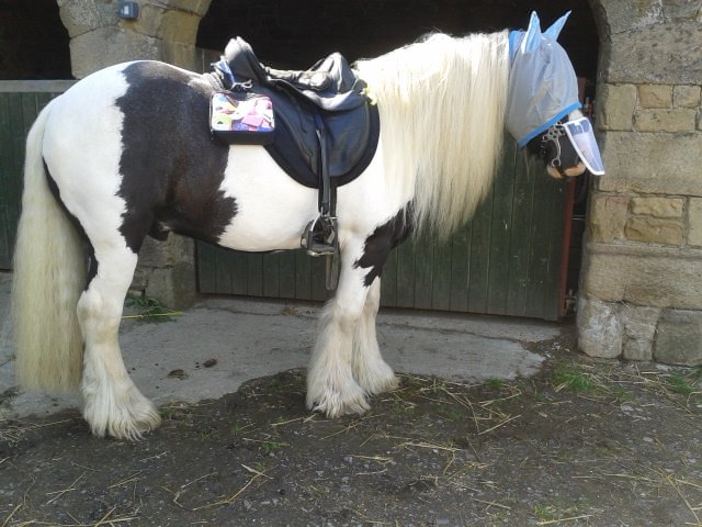 francewitch's tweet photo. FOUND THIS PHOTO! I remembered it as I was putting on Shy's nose sun shiels tonight 😀 My poor pony, it got worse than that, he had his ride on #flyrug on too soon after ! #ponyhour #tackroomfriday #horsesoftwitter #Horses #horseflies https://t.co/rog3CUItcb