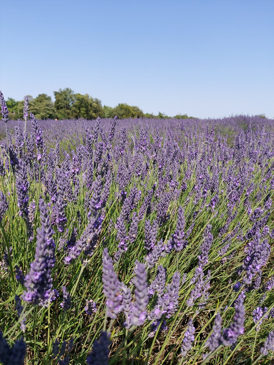 nadianizar's tweet image. Spent a wonderful afternoon with one of my old uni mates in Surrey surrounded by lavender....💋
#friendship #FridayFeeling #stunnning #englishsummer