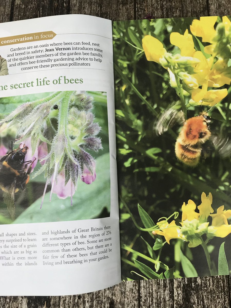 There’s an 8-page feature on #bees in the August Issue of @Countrymaned featuring some quirky bees. And a #specialoffer on my #beebook! #Thesecretlivesofgardenbees
