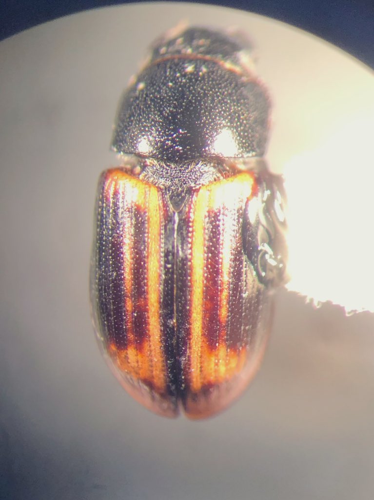 fran_keller's tweet photo. When a former student sends you a beetle to identify, you do it. Not a #Teneb but still an #AmazingBeetle
A scarab.
Got to genus Aphodius (Liothorax), didn’t have species key
Found in the stomach of a bullfrog https://t.co/4RGwRkDnk7
