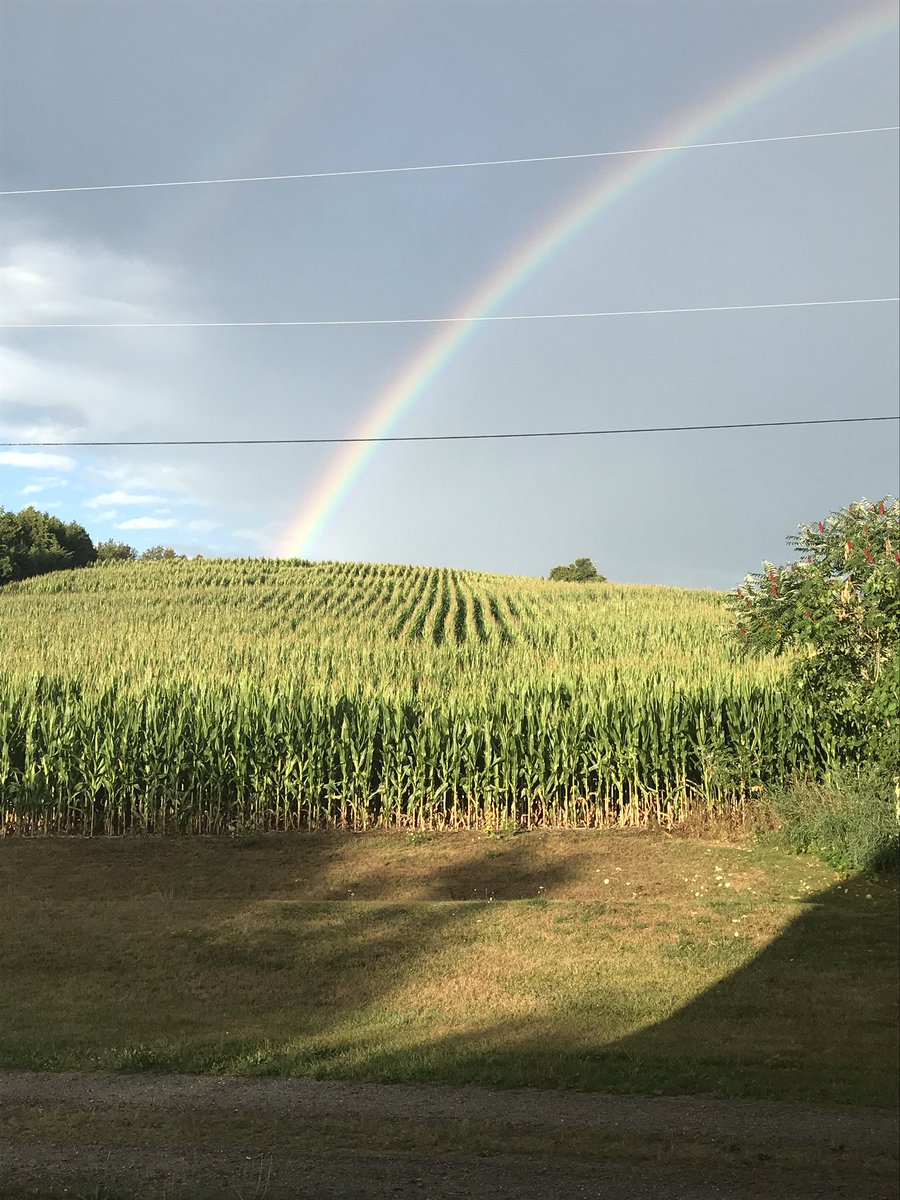 Hope there gold in that corn need more rain @crops2020