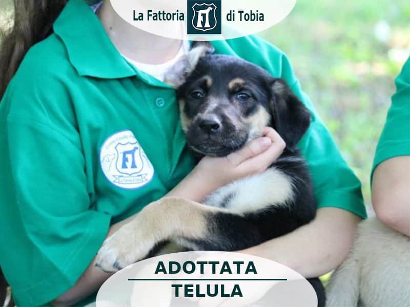 fattoriaditobia's tweet photo. ... nel caso te lo fossi perso...
#TELULA adottata 👋🏠🙂
🔝Resta aggiornato, scarica la APP gratuita interattiva
#playstore #appstore
🌐 https://t.co/hgyUowbpZx
Canile Rifugio con Funzione Pubblica (Legge 281/91) – Certificazione ISO9001 (Rm) https://t.co/IF3kJ3K9yC