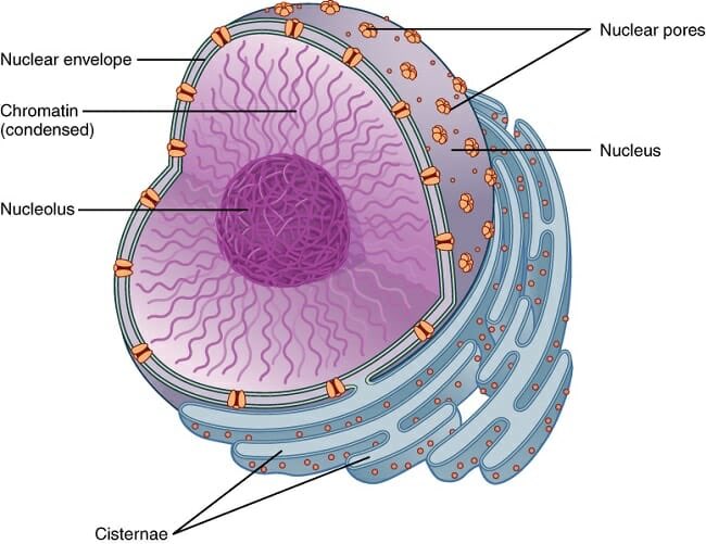 JB as nucleus- the leader and eomma- controls and manages the members- keeps everything in order- necessary for the proper function of the cell- patient and caring