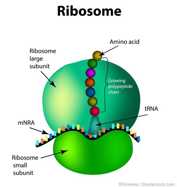 Bambam as ribosomes- small but important- produces nutrients that keeps the cell going- lies freely in the cell or will stick to the rough endoplasmic reticulum- very useful