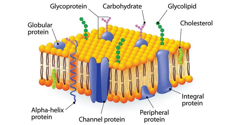 Mark as cell membrane- barrier that protects the cell- takes care of everything and everyone- soft but also strong- he protecc- big