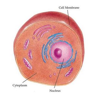 Youngjae as cytoplasm- underrated- organelles live bc of him- nice, solid but has a soft base for everyone& #39;s function- squish- full of talent