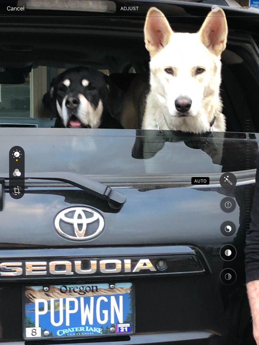 LeCellarCat's tweet photo. The boys are back in town #beheremeow #cellarcat #Albany #albanyoregon #dogsoftwitter https://t.co/AB3h509s1D