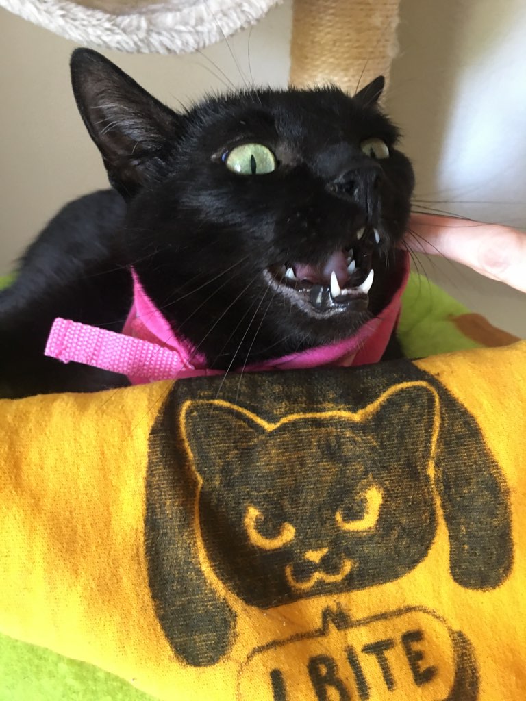 ShylyMariTere's tweet photo. @ellle_em #MyCatInOnePhoto
My most darling Blanca. XD https://t.co/O3NUOkOudP