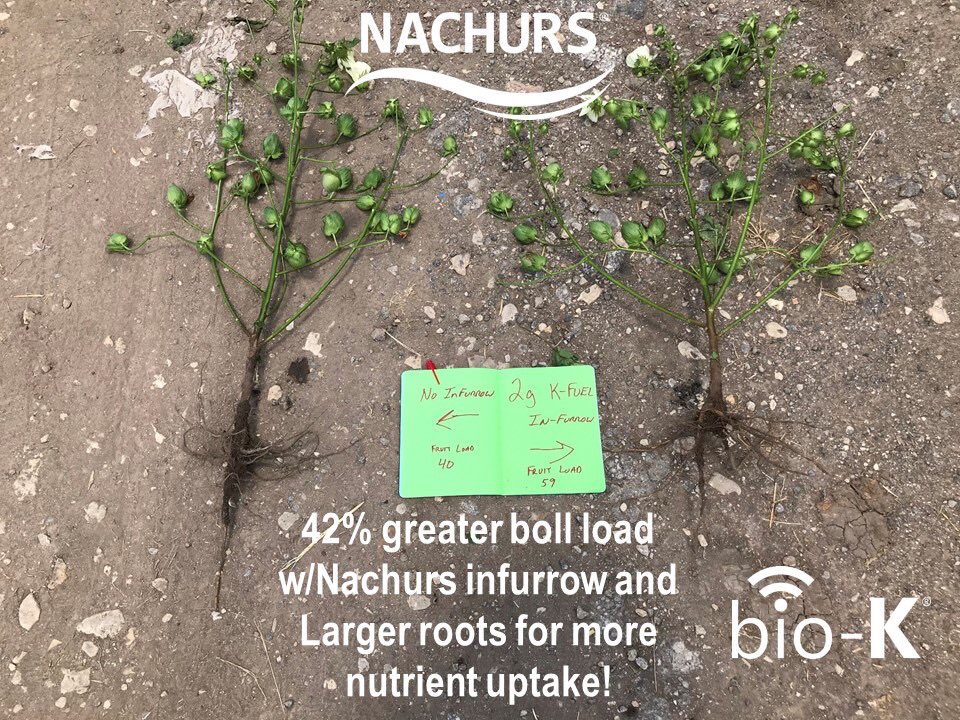 Brad79457759's tweet photo. Take a look at what #NACHURS is doing on cotton here in Texas!  42% better!  #KFuel #BioKBeene https://t.co/6Y86jXyAy4