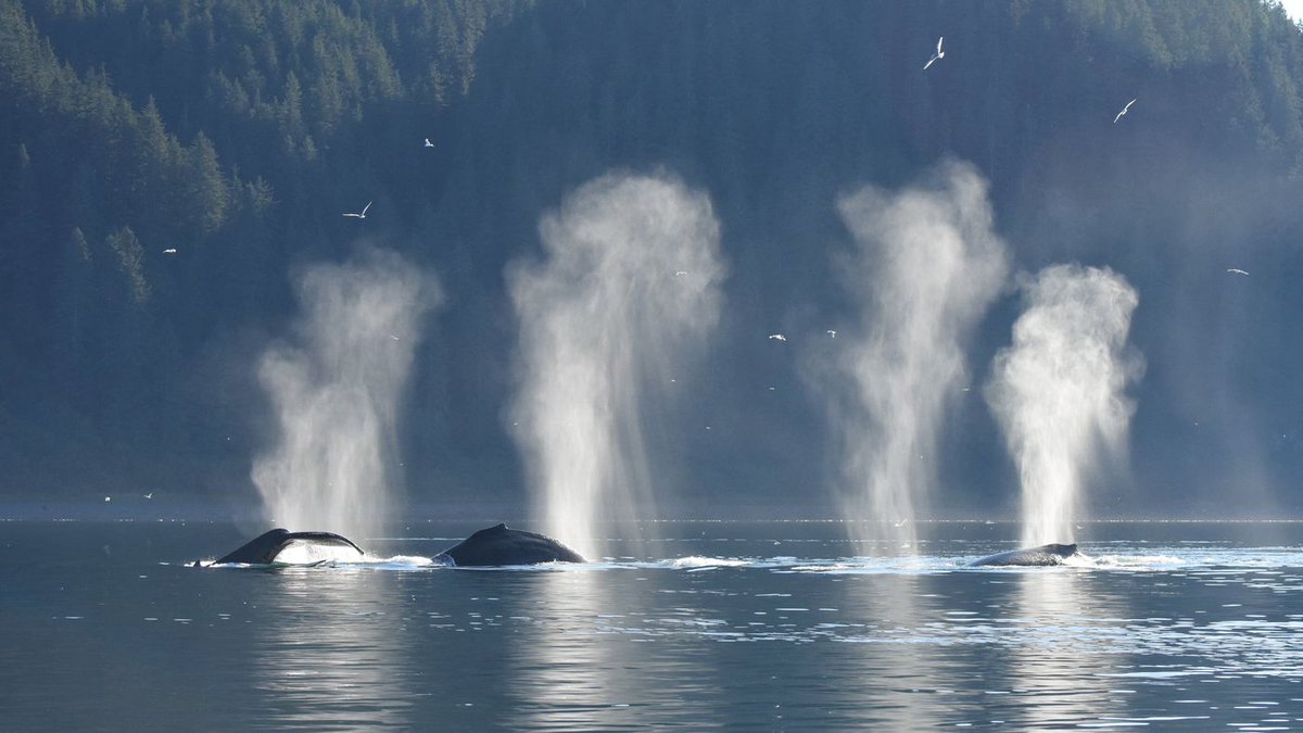 Who's happy about the pandemic? Whales and other marine life. buff.ly/2ZJCcXe #socialimpact #savetheplanet