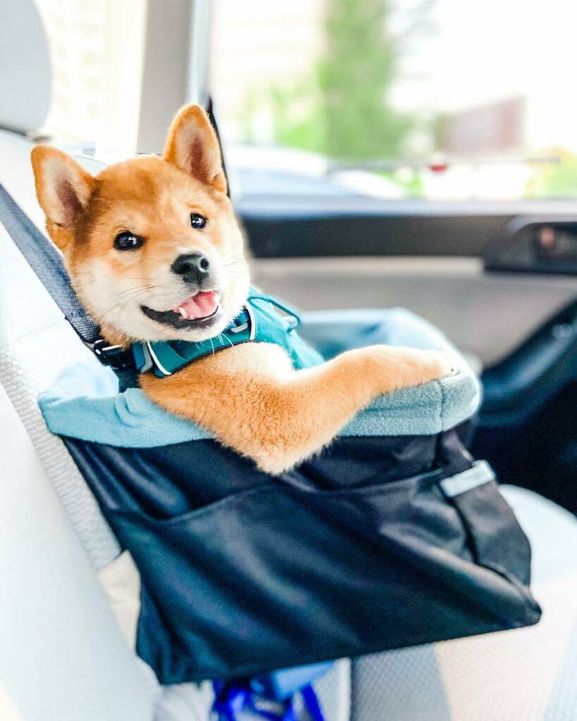 litosupplyco's tweet photo. @orioninthechi coming in hot with some major TGIF vibes. 💯 He literally sat like this for an entire car ride like he was in his own 90s music video hanging his arm outside his ride.
.
.
.
.
.

#shiba #shibainu #shibasofinstagram #shibainupuppy #shibastagram #puppiesofinstagr… https://t.co/E7ETEuWW7Q