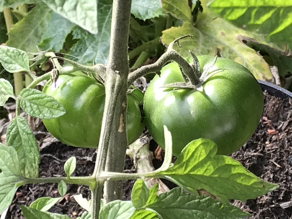 digitouttahere's tweet photo. Tomatoes with no greenhouse = achievement #gardening #tomatoes https://t.co/YDyrVfx5nI