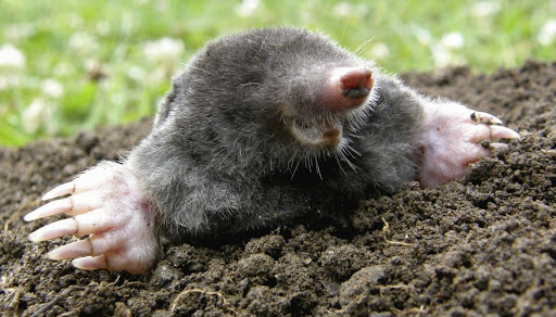 Algain7's tweet photo. El topo es un animal que cava galerías bajo la tierra buscando el sol ya veces el camino a la superficie: cuando el sol, queda ciego. https://t.co/Eys1mLHcyh