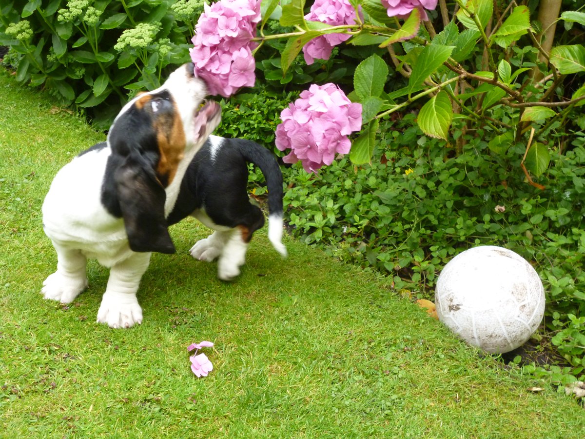 ljonesljones14's tweet photo. Jackson  #football  Jackson #Eatingflowers Daisy #BeingGood https://t.co/7Bozv8Jpsz