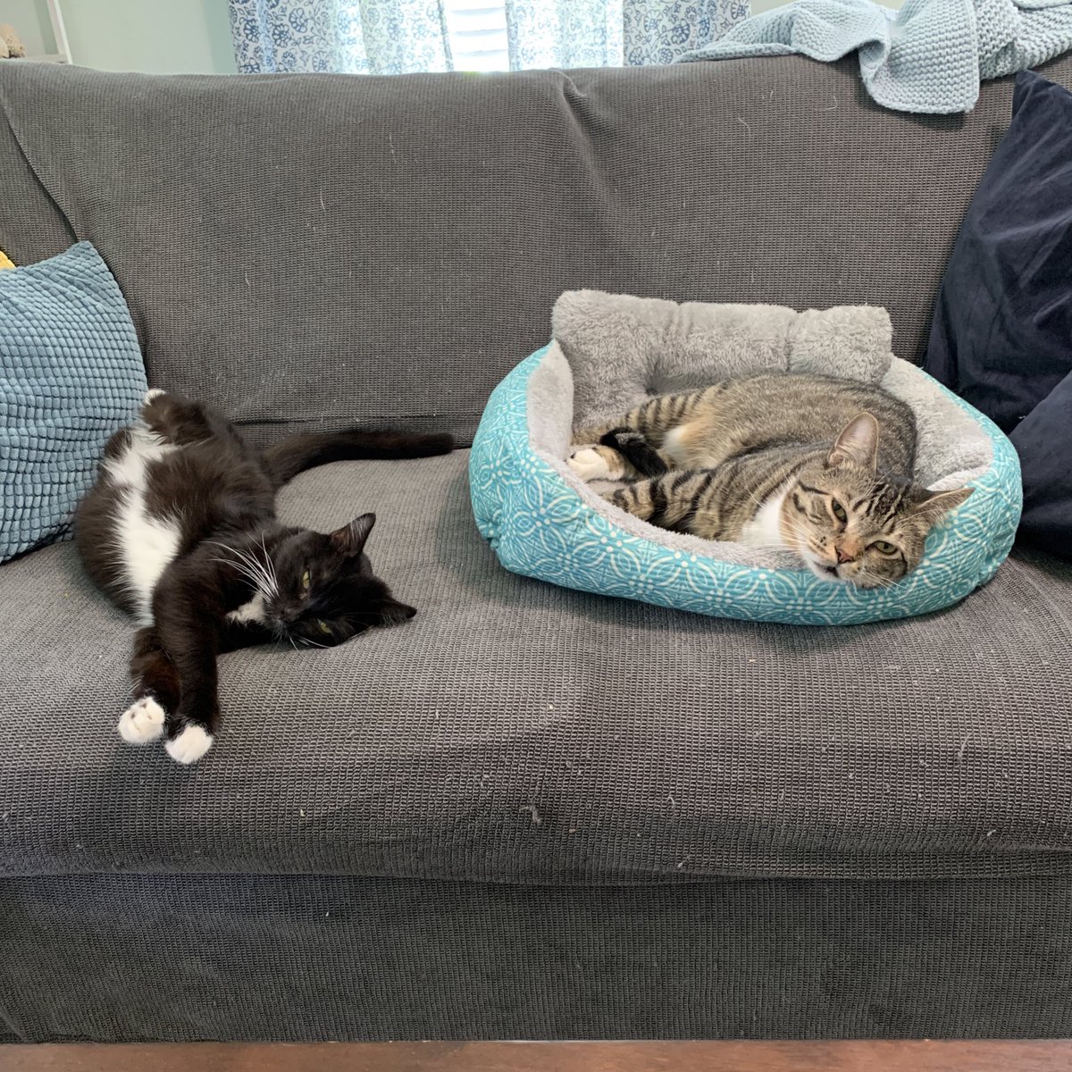 ShellyGaynor's tweet photo. Lunch break for our #Botany2020 workshop! #CatsofBotany2020 https://t.co/O6nhPn8MZv