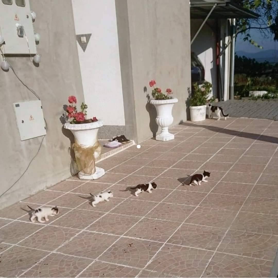 TodoDiaGatinhos's tweet photo. Distanciamentozinho socialzinho https://t.co/TzaQFfxpPO