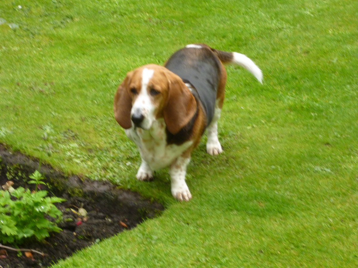 ljonesljones14's tweet photo. Jackson  #football  Jackson #Eatingflowers Daisy #BeingGood https://t.co/7Bozv8Jpsz