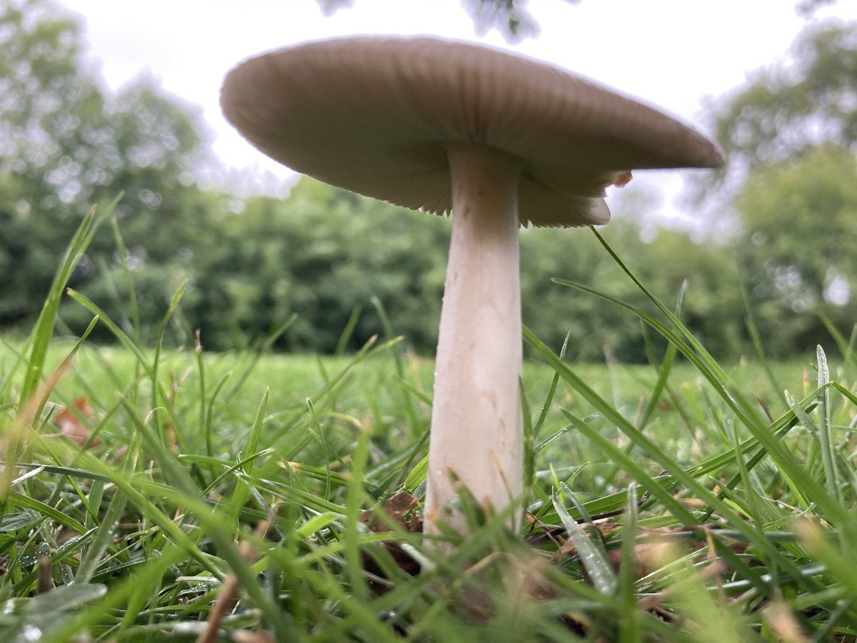izzygckerr's tweet photo. Really sad the BES summer school has finished! Was such an amazing experience to speak to people who share similar passions, gain lots of useful info about careers in ecology and I learnt so much about mushrooms! #BESUG20 @BES_careers https://t.co/ir3ajqRF1l