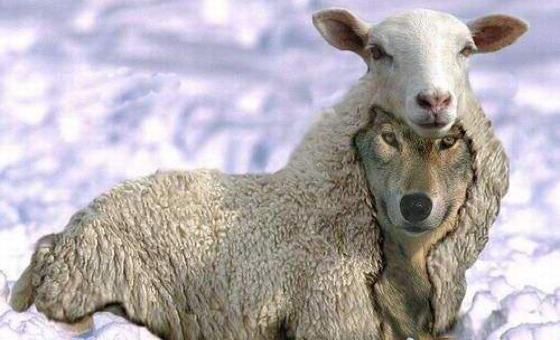 Beware of false prophets, which come to you in sheep's clothing, but i...