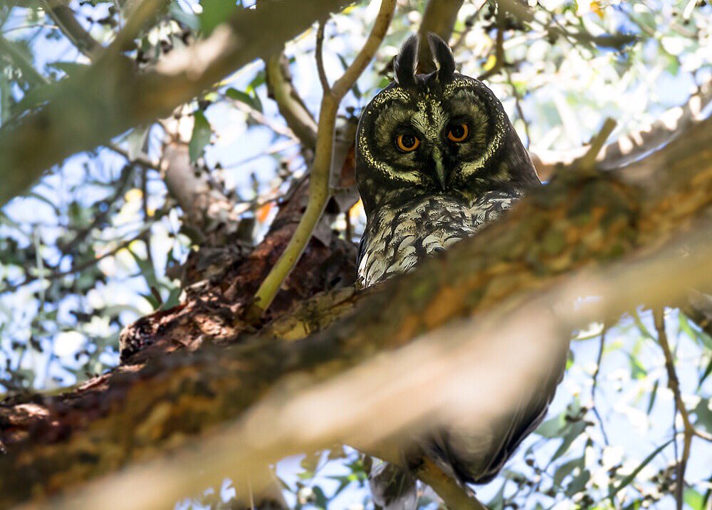 tatan_delgado's tweet photo. Búho orejudo o negruzco - Stygian owl (Asio stygius)  habitante de la mayoría de parques de Bogotá. https://t.co/XbnHOZRFA1