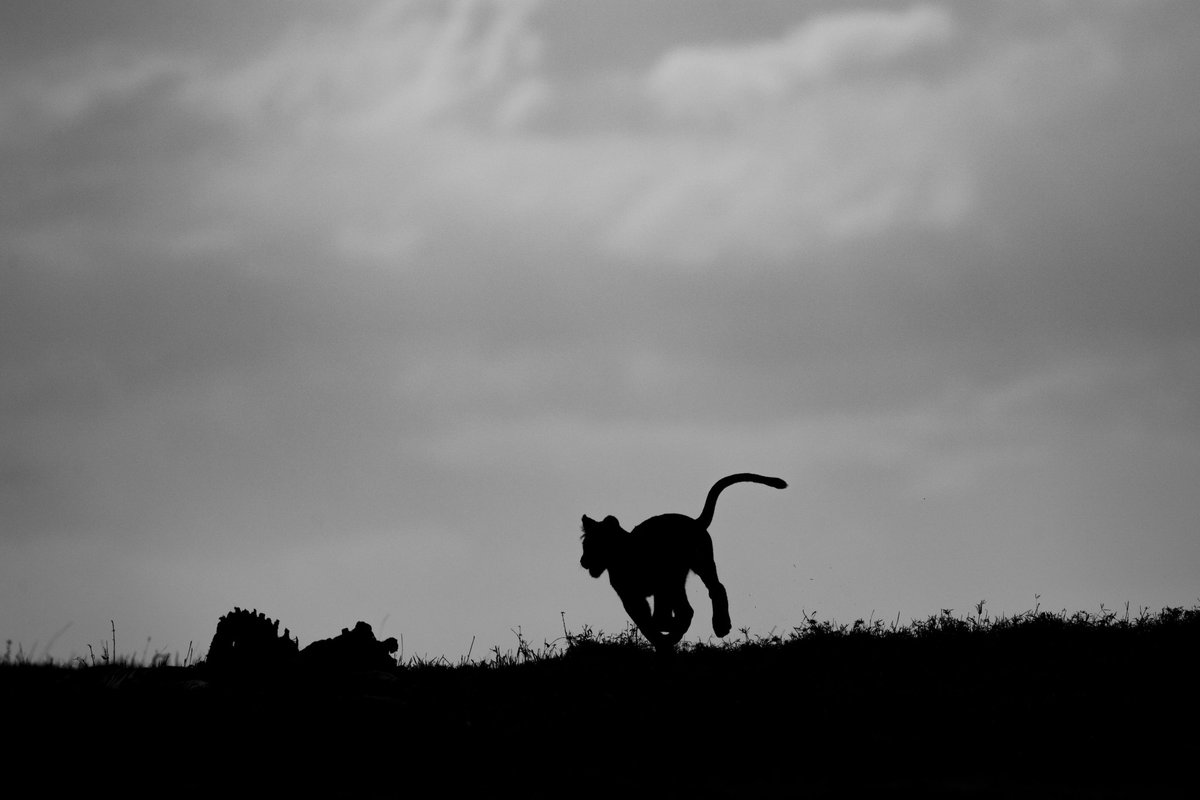 Tuliadestin's tweet photo. With https://t.co/iRsHVm6Gf4 we believe in quality service  and building an interface that it's safe secure and reliable 
Book today with https://t.co/iRsHVm6Gf4

#travel #bookingyeah #wildlife #wildlifephotography #safari #lions #elephants #tours #destinations #masai https://t.co/el0XHr3oxX