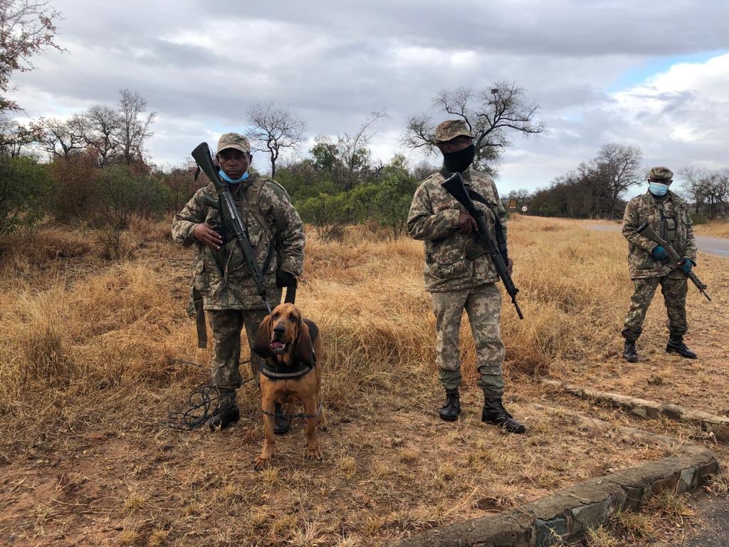 ThomasDenzel_SA's tweet photo. More meat #poaching in #Krugerpark under #lockdown - our report today in #ARD #tagesthemen.
Seit dem Lockdown gibt es mehr #Wilderer, die #Antilopen wegen ihres Fleisches jagen - unser Bericht heute in den ARD Tagesthemen https://t.co/wFwu4e1Fy3