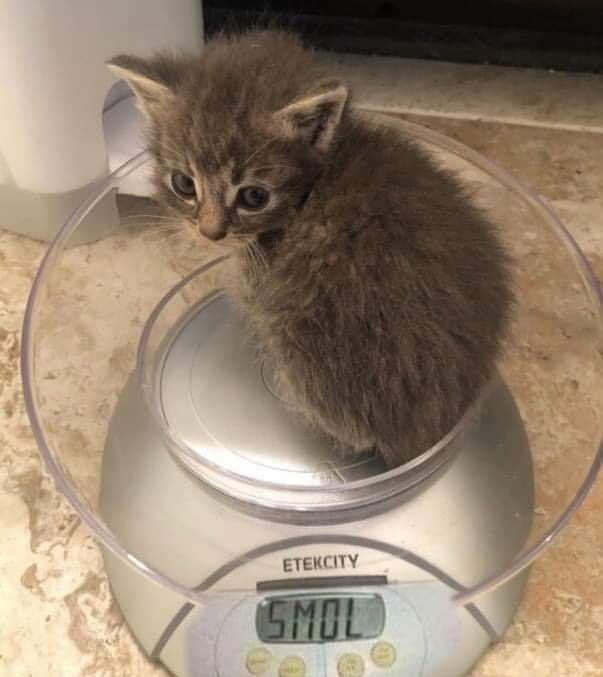 Smol