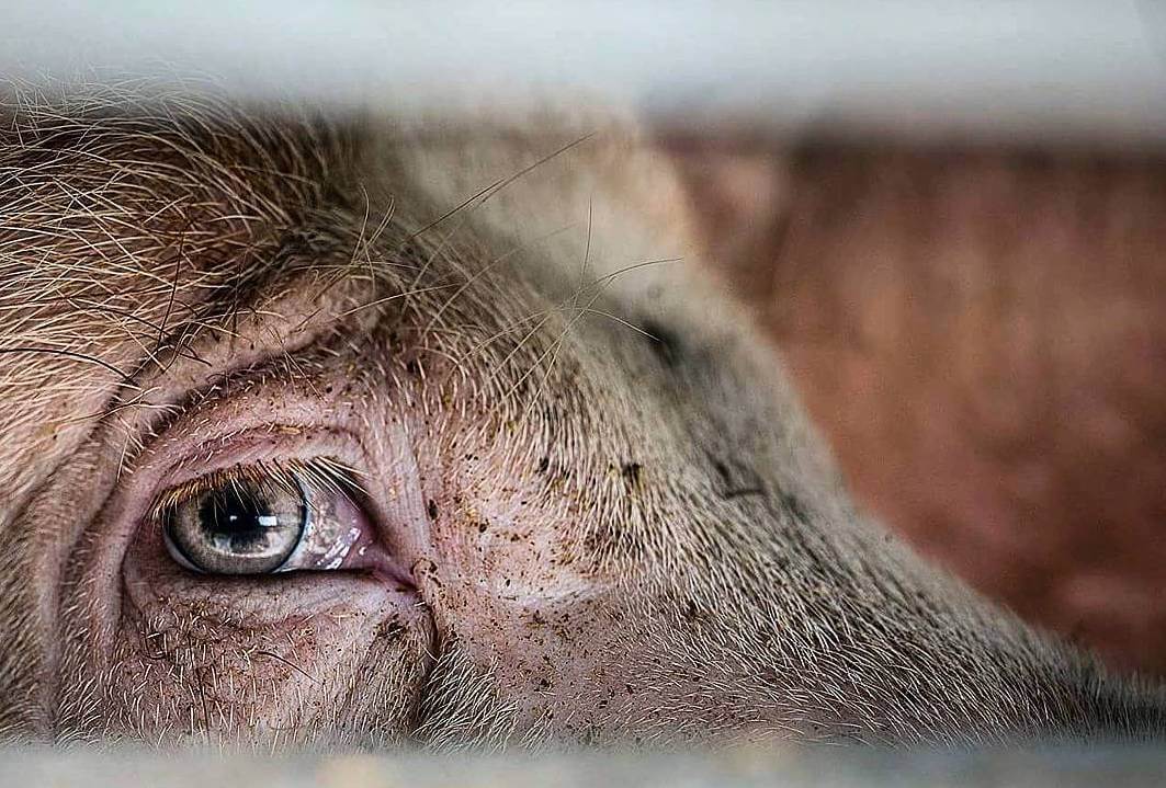NoalosZoo's tweet photo. NO TO INDUSTRIAL LIVESTOCK  /  NO A LA GANADERÍA INDUSTRIAL  /  NÃO À PECUÁRIA INDUSTRIAL  /   NON À L'ÉLEVAGE INDUSTRIEL. https://t.co/1ZEL27R141