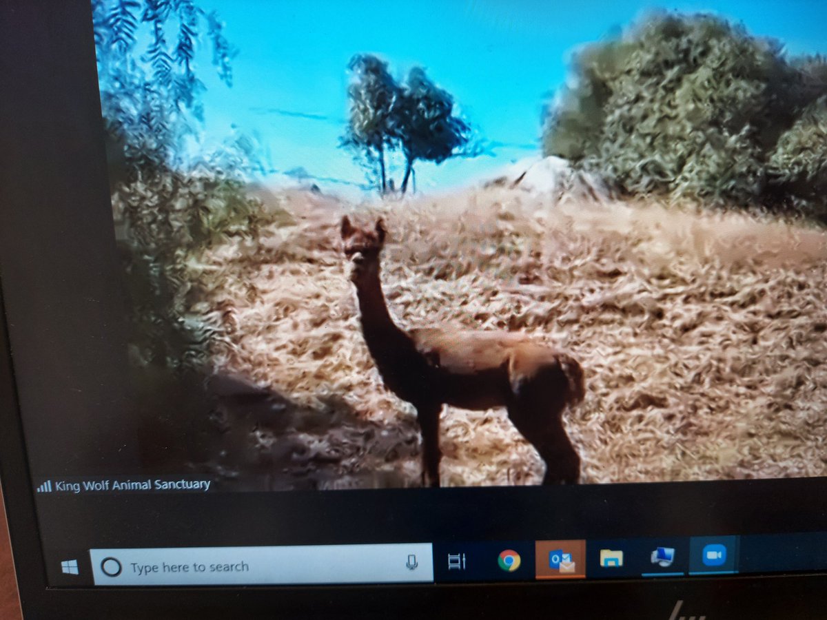 Special thanks to <a href="/KingWolfAnimal1/">King Wolf Animal Sanctuary</a> King Wolf Animal Sanctuary for a fantastic  virtual field trip for some of our Extended School Year students. While we wish to have gone in person, this tour was an awesome experience! <a href="/PowayUnified/">Poway Unified</a>