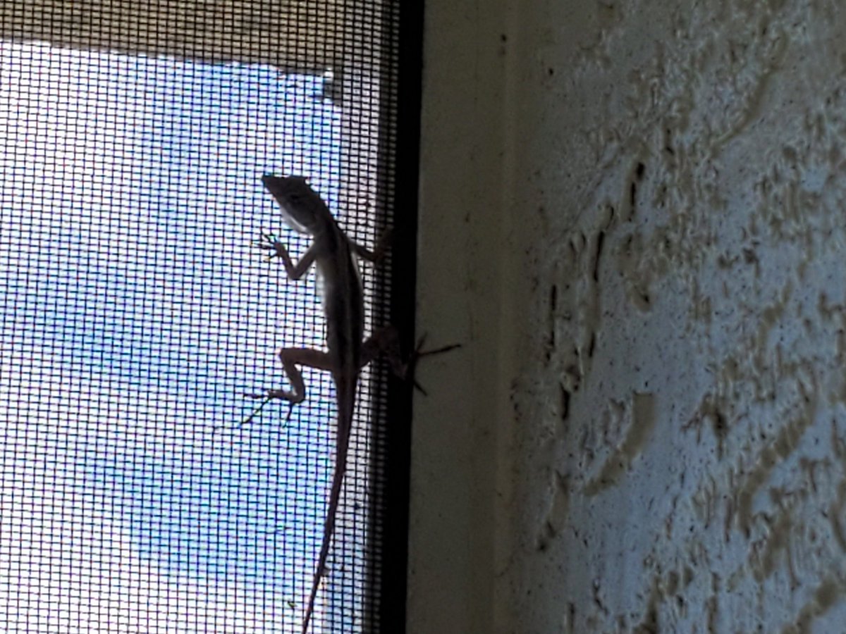 billeecox's tweet photo. No way out #ofthenightmare for this #floridareptile Its crime: #homicide #boringmetodeath https://t.co/nziIgERP5O