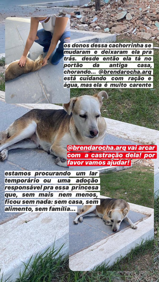 alecrimbaiano's tweet photo. Gente, essa cachorrinha tá precisando urgente de um lar temporário ou uma adoção responsável. Os donos se mudaram e deixaram ela pra traz. A moça que está cuidando dela vai arcar com a castração. Me ajudem a divulgar. Alcobaça-BA https://t.co/TtUja1I5gM