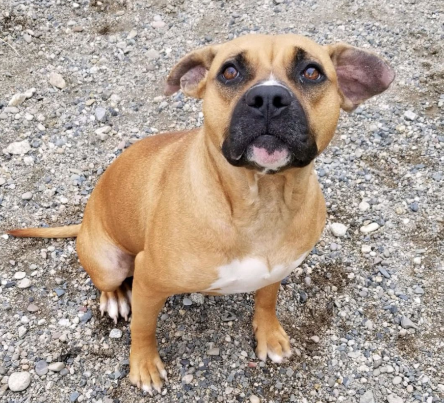 liberty humane society petfinder