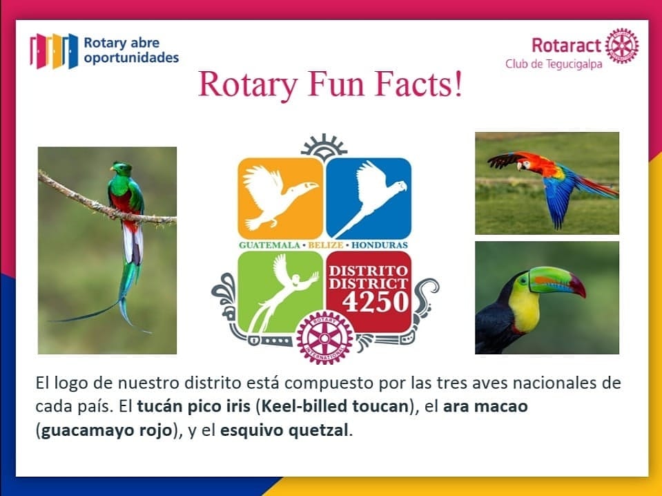 RotaractdeTegus's tweet photo. Hoy te traemos un dato interesante 💡
¿Sabías qué...? https://t.co/kCz4VTbeWL