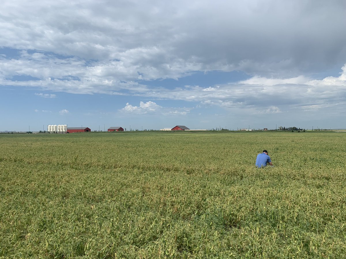 Field peas are getting close to desiccation timing!