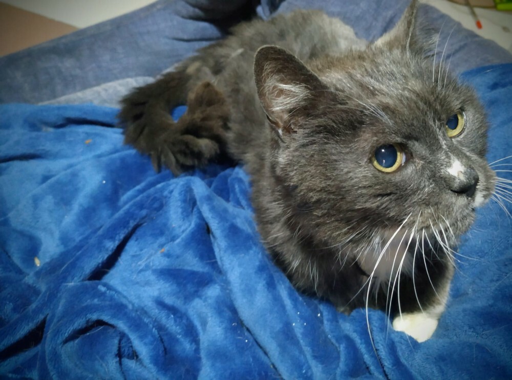ADAAColmenar's tweet photo. Radagast, abuelete de 12 años ciego abandonado. Es un gato muy cariñoso, se nota que estuvo viviendo mucho tiempo en un hogar. Necesita una nueva familia para siempre, que le cuide y le mime como se merece https://t.co/7boZcc59P6 https://t.co/EPyPTtA7ZW