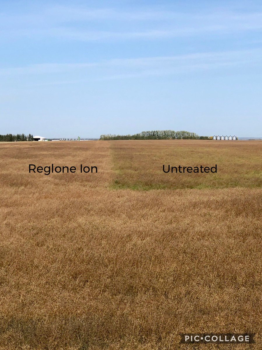 Here is an example from 2019 of #RegloneIon doing its thing to get straight cut canola in the bin #faster. Photo credit to <a href="/CThaubergerAG/">Chad Thauberger</a> <a href="/syngentacanada/">Syngenta Canada</a>. Talk to your rep for more information on improving #harvest2020 efficiency.