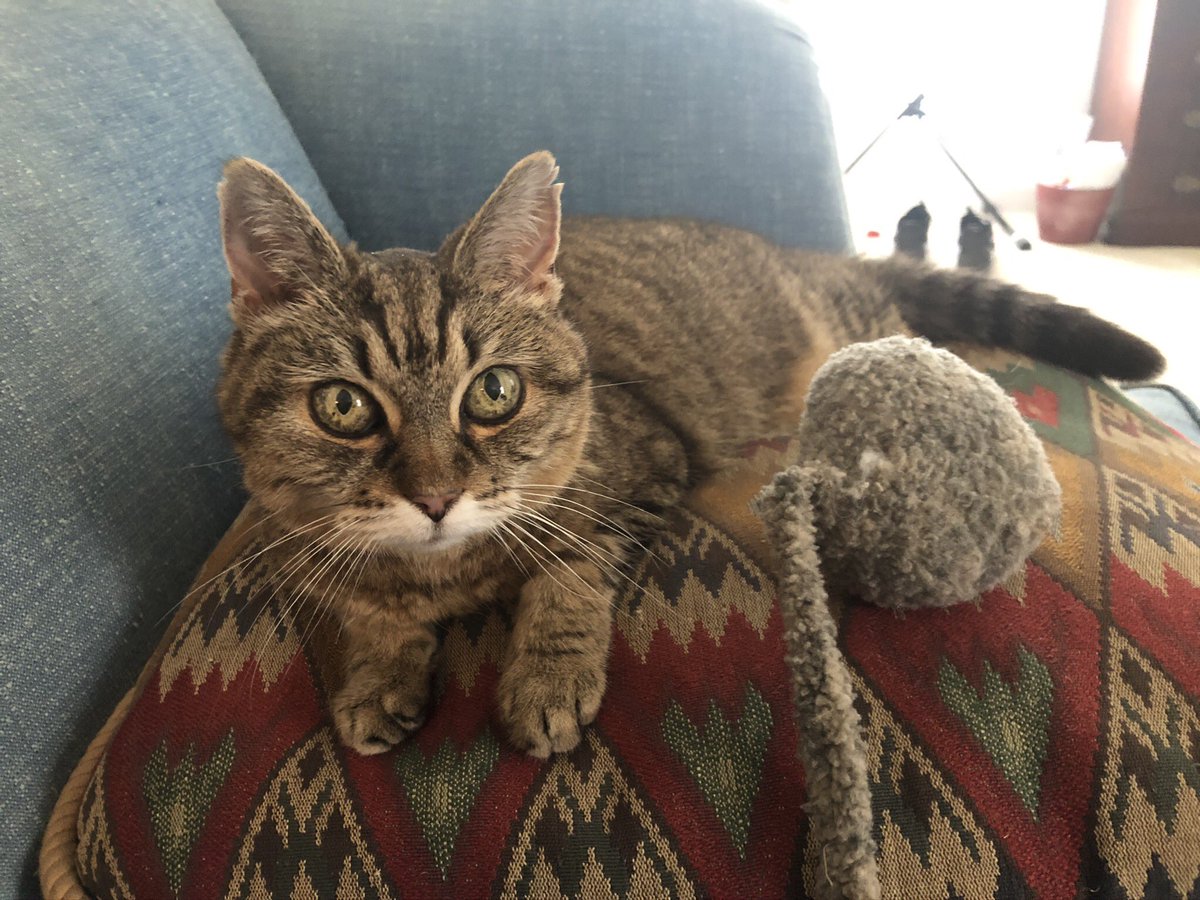 superflippy's tweet photo. @ellle_em Gwen is a very old kitty who likes to sleep on pillows. She wants pets, but only on her terms. That’s her favorite toy next to her. #MyCatInOnePhoto https://t.co/hBBtVgBwoS