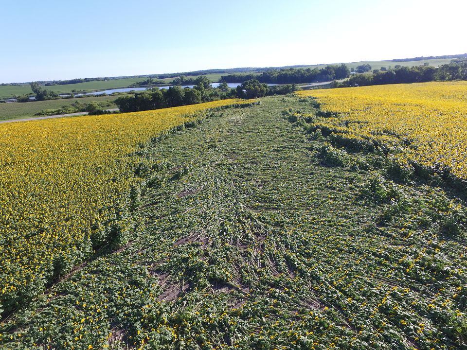 LisaGreenVNL's tweet photo. Sunflower field in Rollag, MN that sustained storm damage early a.m. Saturday, July 25th. The photos show a clear path &amp; evidence of a tornado. Thank you to Corey O'Leary for sharing these photos and Amanda Vangsness Swenson who first alerted me to the damage Saturday. #mnwx https://t.co/rk7vKWDWYw
