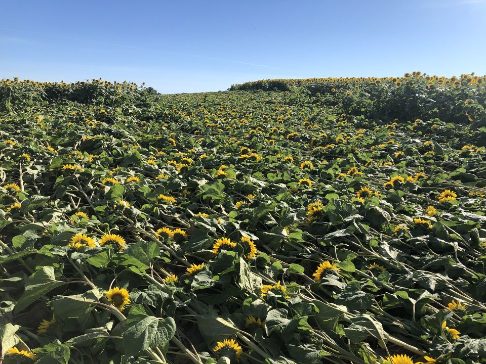 LisaGreenVNL's tweet photo. Sunflower field in Rollag, MN that sustained storm damage early a.m. Saturday, July 25th. The photos show a clear path &amp; evidence of a tornado. Thank you to Corey O'Leary for sharing these photos and Amanda Vangsness Swenson who first alerted me to the damage Saturday. #mnwx https://t.co/rk7vKWDWYw