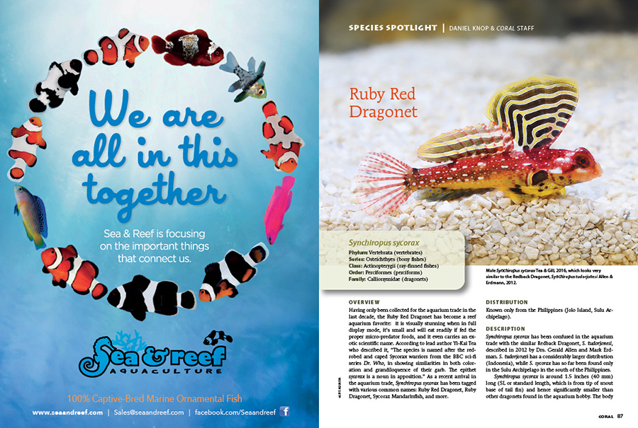 CORALmagazine's tweet photo. How about some more #CORALmagazine #InsideLook? Having only been collected for the aquarium trade in the last decade, the #RubyRedDragonet has become a #reefkeepers’ favorite. Learn all about #Synchiropus #sycorax in our #SpeciesSpotlight.

#reefhobby #reeftank #reeffish #fish https://t.co/N8nc4Rp0UD