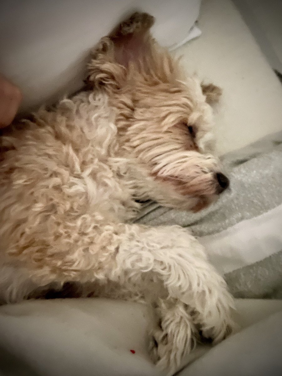 eddyvilar's tweet photo. I can’t work today since I’m working on these clogged sinuses.  So I’m focusing on how cute my dog is.  😊  Believe it or not she has been with us since 2008 and still acts like a puppy.  When she sleeps..... she sleeps. 😍 https://t.co/jwQ0JChPB3