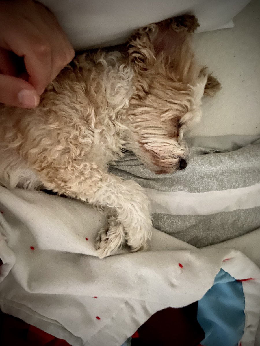 eddyvilar's tweet photo. I can’t work today since I’m working on these clogged sinuses.  So I’m focusing on how cute my dog is.  😊  Believe it or not she has been with us since 2008 and still acts like a puppy.  When she sleeps..... she sleeps. 😍 https://t.co/jwQ0JChPB3