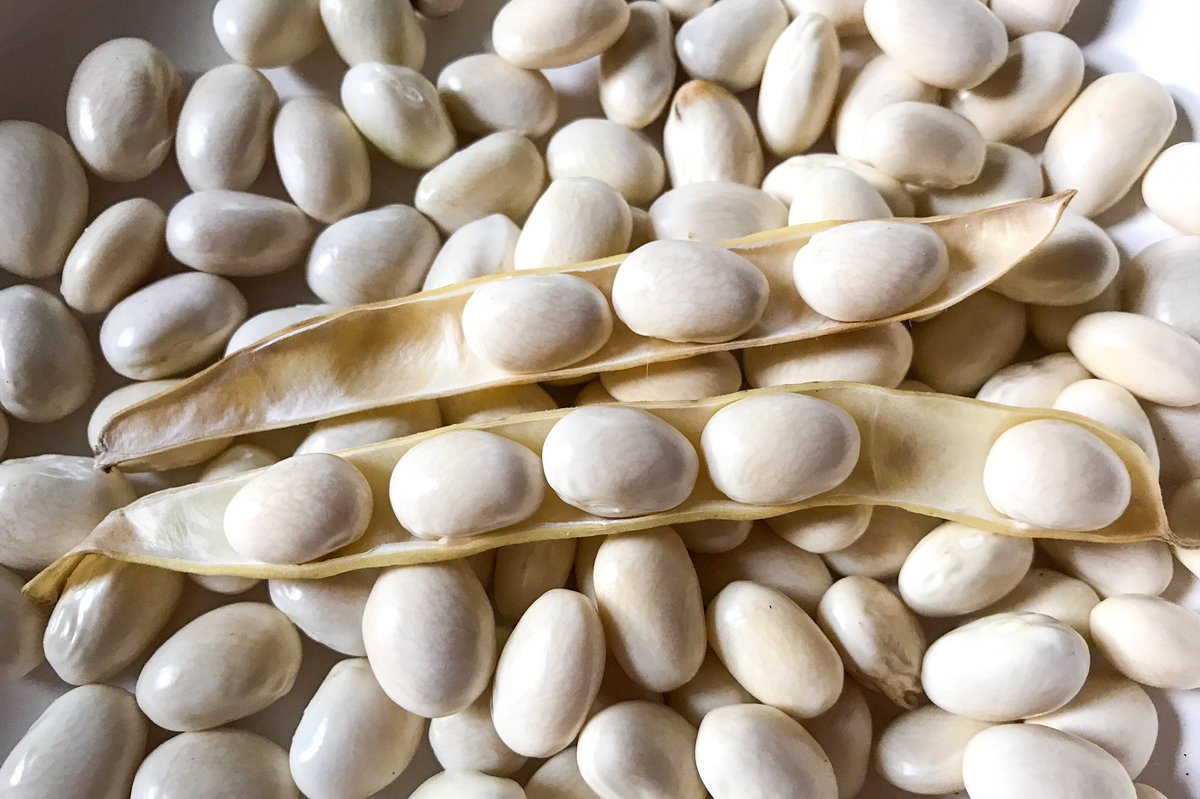 I have some other beans clambering the maypole now but they are a long way off.

But I can’t miss bean season! So I bought my treasured coco beans from @natoora. A bit of a treat but worth it. And their mortadella too. 

Swooooon!