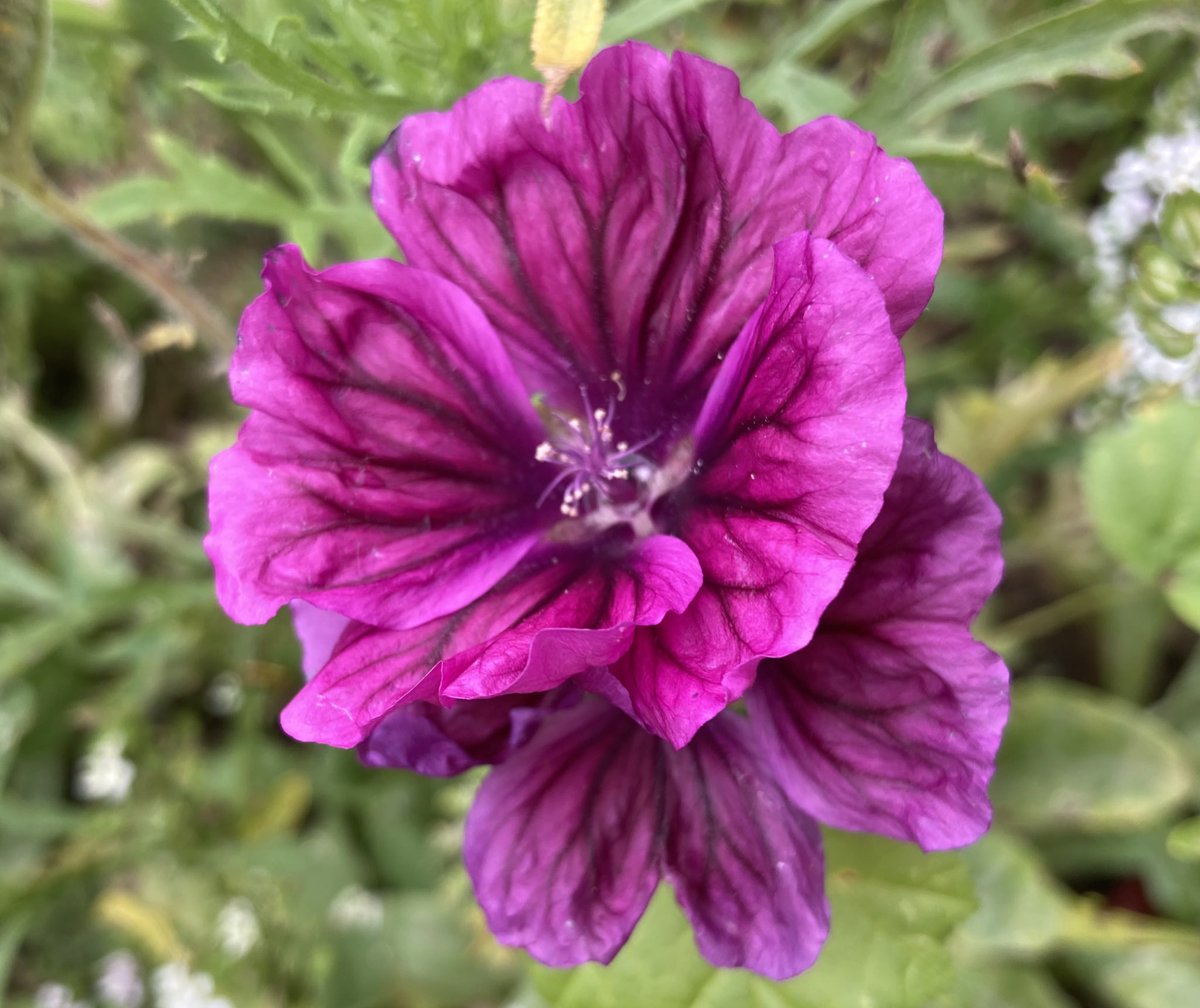 Re-sowed this vibrant Mallow from earlier this year from the parent plant. It grew really quick too 
#mallow #flowers #flowerphotography #flowerpower #flowergarden #flowergram #flowerlover #flowerpic #flower_beauties_ #nannysgardenworld #blooms #bloom #blooming #bloomingflowers